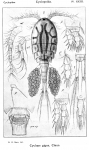 Cyclops gigas from Sars, G.O. 1913 Cyclops gigas from Sars, G.O. 1913