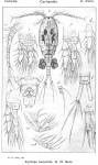 Cyclops lacustris from Sars, G.O. 1913 Cyclops lacustris from Sars, G.O. 1913