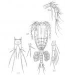Cyclops neglectus from Sars, G.O. 1909 Cyclops neglectus from Sars, G.O. 1909