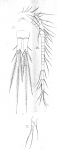 Cyclops simplex from Vosseler 1886 Cyclops simplex from Vosseler 1886