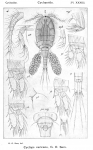 Cyclops varicans from Sars, G.O. 1914 Cyclops varicans from Sars, G.O. 1914