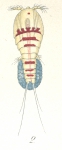 Dactylopusia brevicornis from Brian, A 1921 Dactylopusia brevicornis from Brian, A 1921