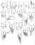 Dactylopusia brevicornis from Brian, A 1921 Dactylopusia brevicornis from Brian, A 1921