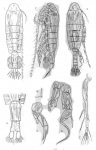 Diaptomus galeboides from Sars, G.O. 1909 Diaptomus galeboides from Sars, G.O. 1909