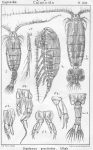 Diaptomus graciloides from Sars, G.O. 1902 Diaptomus graciloides from Sars, G.O. 1902