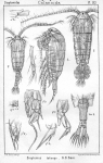 Diaptomus laticeps from Sars, G.O. 1902 Diaptomus laticeps from Sars, G.O. 1902