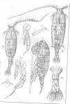 Diaptomus lobatus from Sars, G.O. 1903 Diaptomus lobatus from Sars, G.O. 1903