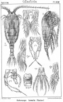 Heterocope borealis from Sars, G.O. 1902 Heterocope borealis from Sars, G.O. 1902