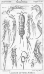 Laophonte karmensis from Sars, G.O. 1911 Laophonte karmensis from Sars, G.O. 1911