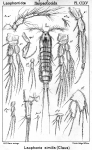 Laophonte similis from Sars, G.O. 1908 Laophonte similis from Sars, G.O. 1908