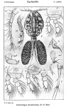 Lichomolgus tenuifurcatus from Sars, G.O. 1917 Lichomolgus tenuifurcatus from Sars, G.O. 1917