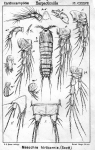 Mesochra hirticornis from Sars, G.O. 1907 Mesochra hirticornis from Sars, G.O. 1907