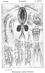 Mesocyclops crassus from Sars, G.O. 1914 Mesocyclops crassus from Sars, G.O. 1914