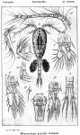 Mesocyclops gracilis from Sars, G.O. 1914 Mesocyclops gracilis from Sars, G.O. 1914