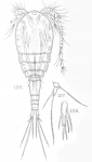 Cyclops leuckarti from Sars, G.O. 1909 Cyclops leuckarti from Sars, G.O. 1909