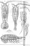 Diaptomus coeruleus from Sars, G.O. 1903 Diaptomus coeruleus from Sars, G.O. 1903