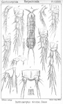 Canthocamptus minutus from Sars, G.O. 1906 Canthocamptus minutus from Sars, G.O. 1906