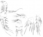 Canthocamptus minutus from Scott, T. & A. 1895 Canthocamptus minutus from Scott, T. & A. 1895