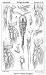 Idyaea tenella from Sars, G.O. 1911 Idyaea tenella from Sars, G.O. 1911