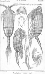 Amallophora magna from Sars, G.O. 1902 Amallophora magna from Sars, G.O. 1902