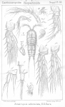 Ameiropsis abbreviata from Sars, G.O. 1911 Ameiropsis abbreviata from Sars, G.O. 1911