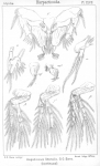 Aspidiscus littoralis from Sars, G.O. 1904 Aspidiscus littoralis from Sars, G.O. 1904