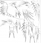 Canthocamptus schmeili from Scott, T. & A. 1895 Canthocamptus schmeili from Scott, T. & A. 1895