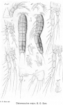 Cletomesochra major from Sars, G.O. 1920 Cletomesochra major from Sars, G.O. 1920