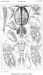 Echinocheres violaceus from Sars, G.O. 1914 Echinocheres violaceus from Sars, G.O. 1914