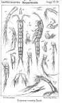Evansia incerta from Sars, G.O. 1911 Evansia incerta from Sars, G.O. 1911