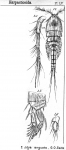 Idya angusta from Sars, G.O. 1905 Idya angusta from Sars, G.O. 1905