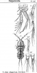 Idya elegantula from Sars, G.O. 1905 Idya elegantula from Sars, G.O. 1905