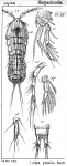 Idya gracilis from Sars, G.O. 1905 Idya gracilis from Sars, G.O. 1905