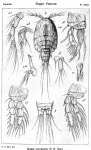 Idyaea compacta from Sars, G.O. 1920 Idyaea compacta from Sars, G.O. 1920