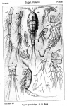 Idyaea graciloides from Sars, G.O. 1920 Idyaea graciloides from Sars, G.O. 1920
