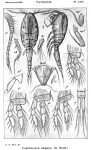 Leptomyzon elegans from Sars, G.O. 1915 Leptomyzon elegans from Sars, G.O. 1915