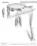 Machairopus sanctaecrucis from Thompson 1888 Machairopus sanctaecrucis from Thompson 1888