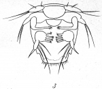 Microthalestris littoralis from Brian, A 1921 Microthalestris littoralis from Brian, A 1921
