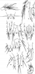 Microthalestris littoralis from Brian, A 1921 Microthalestris littoralis from Brian, A 1921