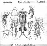 Stenheliopsis media from Sars, G.O. 1911 Stenheliopsis media from Sars, G.O. 1911