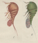 Westwoodia assimilis from Brian, A 1921 Westwoodia assimilis from Brian, A 1921