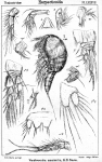 Westwoodia assimilis from Sars, G.O. 1906 Westwoodia assimilis from Sars, G.O. 1906