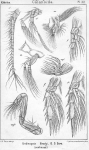 Undinopsis bradyi from Sars, G.O. 1902 Undinopsis bradyi from Sars, G.O. 1902