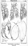 Halithalestris croni from Sars, G.O. 1905 Halithalestris croni from Sars, G.O. 1905
