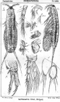 Halithalestris croni from Sars, G.O. 1905 Halithalestris croni from Sars, G.O. 1905
