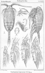 Amallophora brevicornis from Sars, G.O. 1902 Amallophora brevicornis from Sars, G.O. 1902