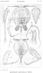 Ascomyzon asterocheres from Sars, G.O. 1914 Ascomyzon asterocheres from Sars, G.O. 1914