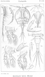 Ascomyzon latum from Sars, G.O. 1914 Ascomyzon latum from Sars, G.O. 1914