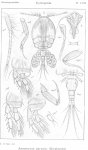 Ascomyzon parvum from Sars, G.O. 1914 Ascomyzon parvum from Sars, G.O. 1914