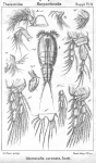 Idomenella coronata from Sars, G.O. 1911 Idomenella coronata from Sars, G.O. 1911